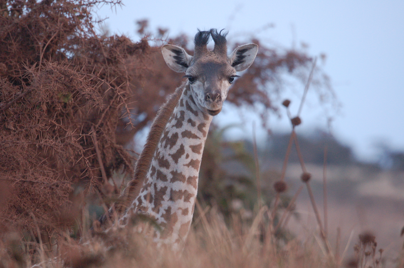 Illustration for article titled Out of Africa. Giraffes.
